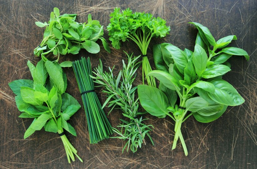 Les plantes aromatiques renferment de nombreux secrets. En plus de leur fonction culinaire, elles sont utilisées en phytothérapie afin de soulager de nombreux maux.
