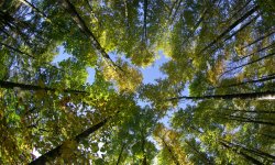 Forêt : 5 gestes à bannir pour une balade saine et respectueuse
