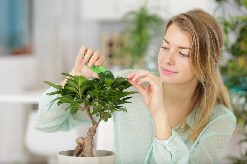 L'entretien d'un bonsaï varie d'une espèce à une autre.