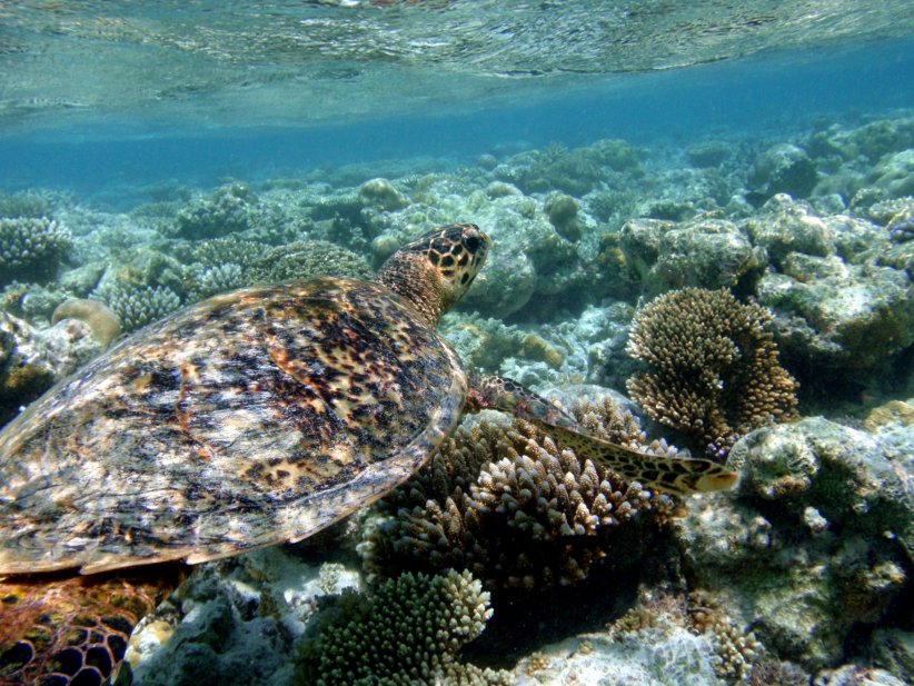 Les parcs naturels marins sont les garants de la protection des océans.