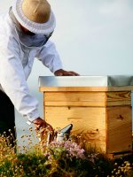 10 gestes pour protéger les abeilles