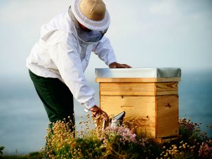 10 gestes pour protéger les abeilles