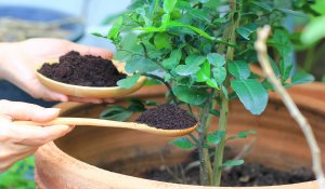 Jardin : 10 ingrédients à transformer en engrais naturels