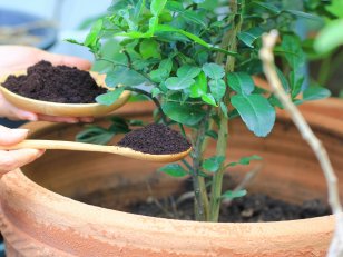 Jardin : 10 ingrédients à transformer en engrais naturels