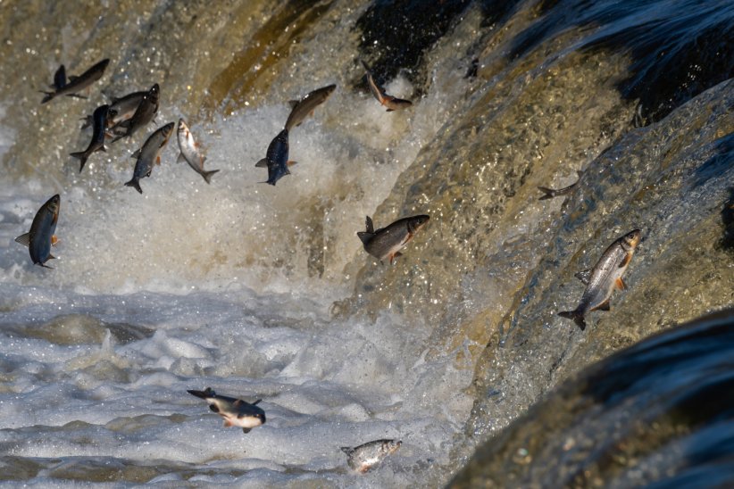 Chaque année, les poissons migrateurs remontent les fleuves pour la survie de leurs espèces.