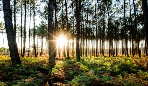 10 forêts grandioses où se balader en France