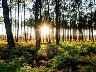 10 forêts grandioses où se balader en France