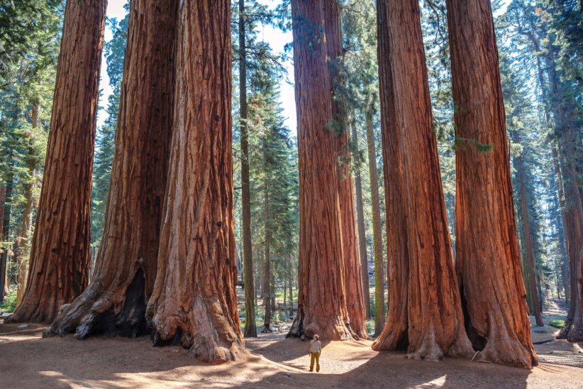 Le séquoia géant