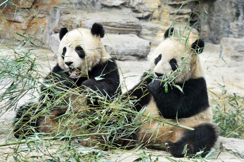 Le zoo de Pékin