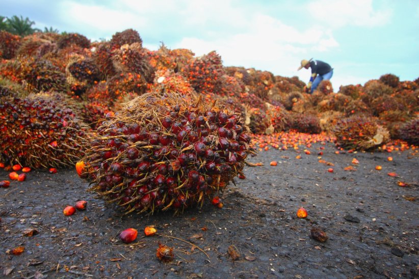 L'huile de palme sert au biodiesel, lui même polémique