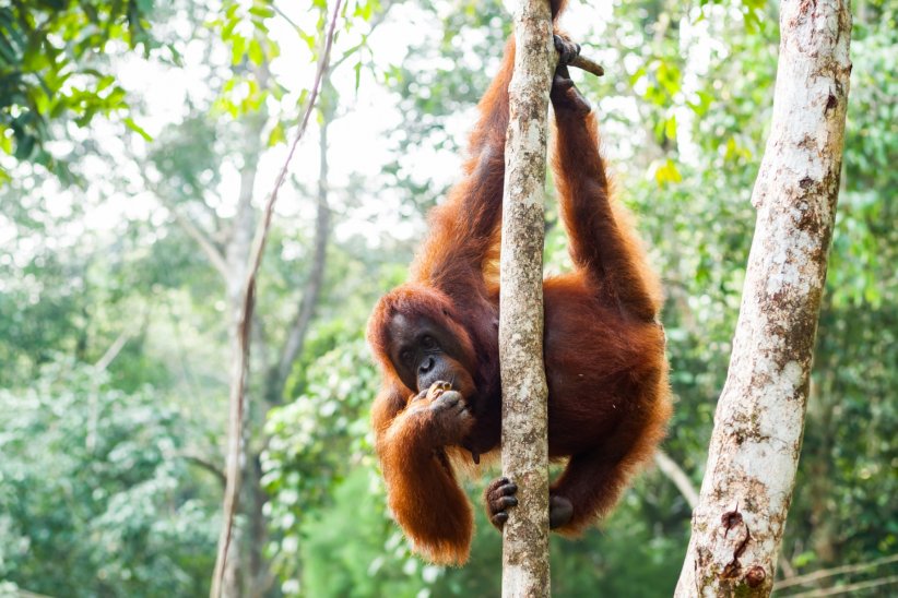 Les orang-outans, bientôt disparus ?