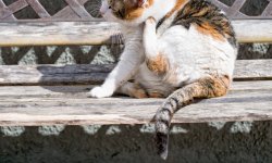 Chien/chat : les alternatives naturelles aux traitements anti-tiques et puces