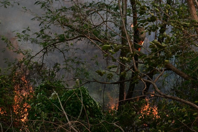 Une cigogne jabiru mycteria, dite touyouyou, dans son nid, sauvée par des pompiers, lors d'un incendie dans une zone rurale de Corumba, dans l'État du Mato Grosso do Sul, le 27 juin 2024 au Brésil 