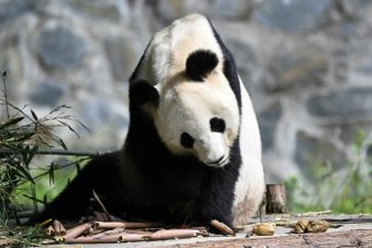 Le panda géant Bei Bei, né aux Etats-Unis, dans son enclos du Centre chinois de préservation et de recherche sur le panda géant à Ya'an, dans la province du Sichuan, le 12 juin 2024 en Chine