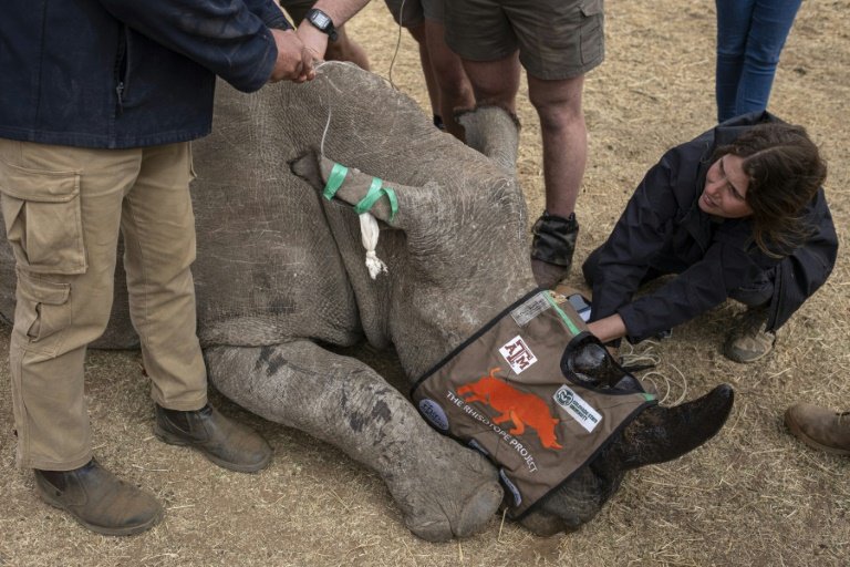 Des membres du projet Rhisotope près d'un rhinocéros endormi pour lui implanter des radio-isotopes dans les cornes, à Mokopane, en Afrique du Sud, le 25 juin 2024