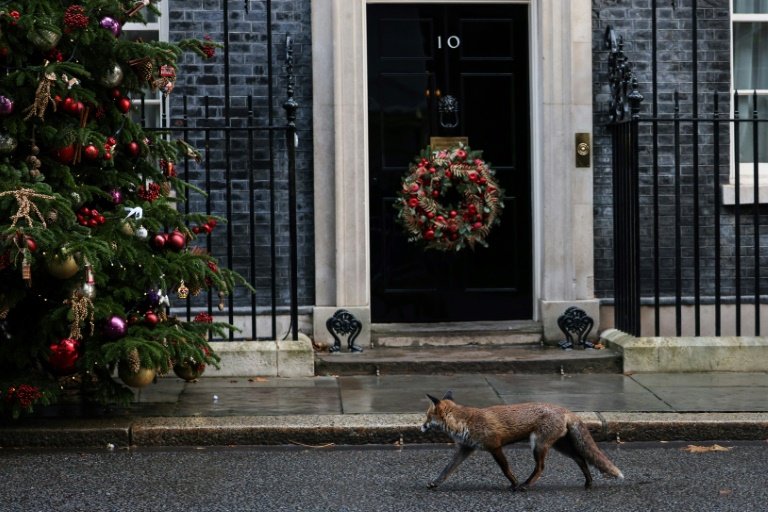 Larry sur les marches du 10 Downing Street à Londres le 23 novembre 2022