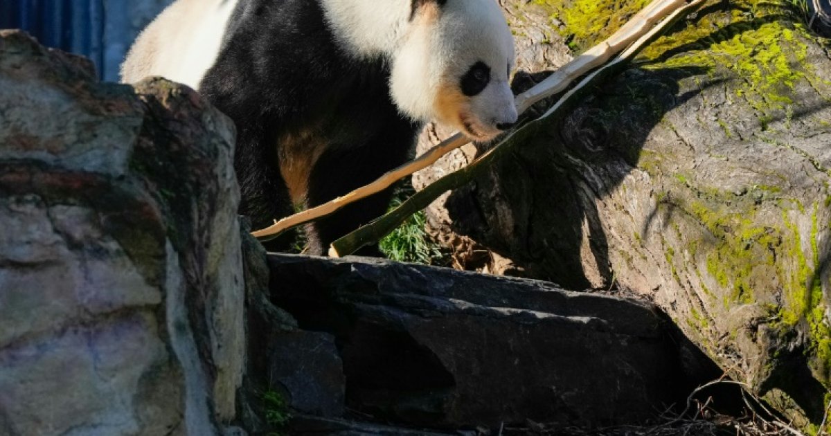 China replaces two giant pandas loaned to Australia: News