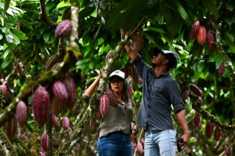 Un ouvrier coupe des fruits de cacao suspendus à un arbre dans une ferme du canton de Buena Fe, dans la province de Los Rios, en Équateur, le 12 juin 2024