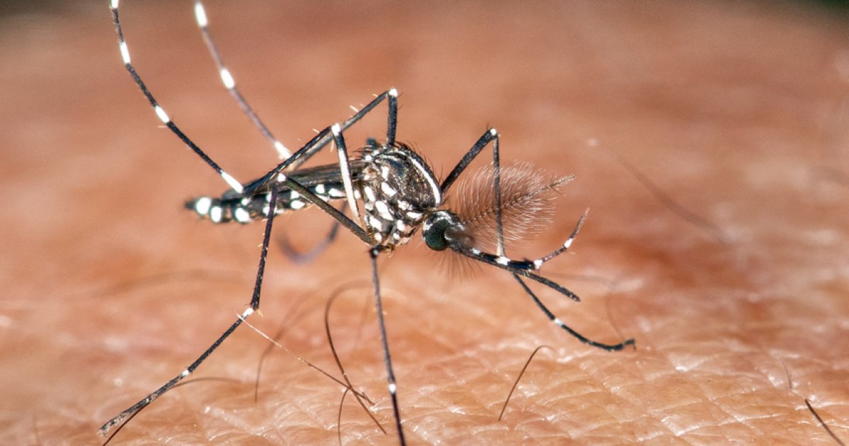 La zanzara tigre è pronta a rovinare vacanze e Olimpiadi?  : Notizia
