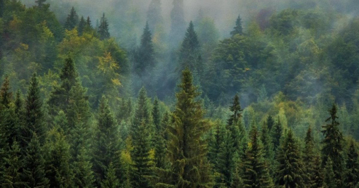 Seriez-vous prêt à faire un don pour sauver une forêt ?