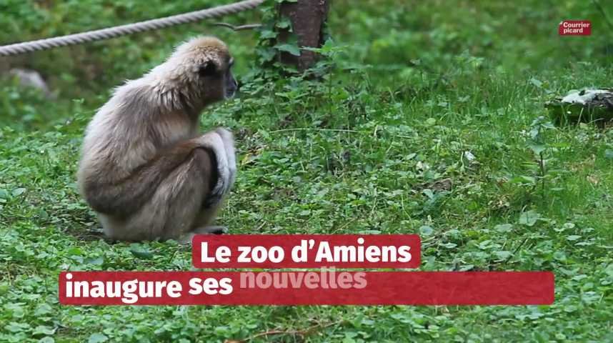 Deux pandas roux sont nés au zoo d'Amiens - Courrier picard