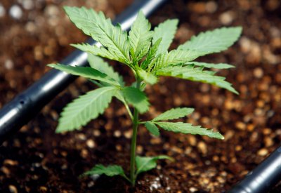 Combien de milliards représente la consommation illégale de cannabis en France ?