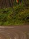 Rallye - WRC - Finlande : Ogier mis sous pression par Evans 