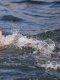 Natation en eau libre - Mondiaux : Olivier en bronze, deux jours après son malaise 