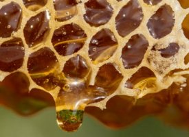 La sécheresse met en péril la récolte de miel
