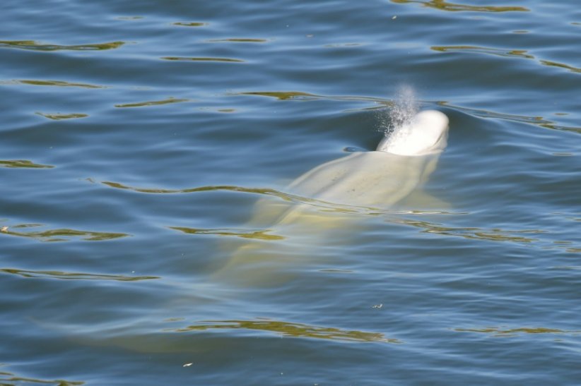 Un béluga, repéré dans la Seine, nage près d'une écluse, à 70 km de Paris, le 5 août 2022 dans l'Eure