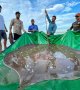 Cambodge: une raie de 4 mètres de long et de 180 kilos pêchée dans le Mékong 