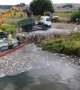 Pollution d'Oder: 100 tonnes de poissons morts repêchés