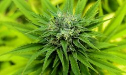 Un texte sur la dépénalisation du cannabis présenté au Congrès