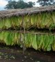 Cultivez des aliments, pas du tabac, demande l'OMS aux paysans