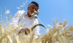 Entre sécheresse et guerre en Ukraine, l'Irak craint pour son blé