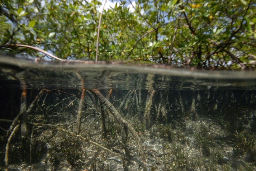 Photo prise en avril et diffusé en mai par le laboratoire national Lawrence Berkeley d'un site de prélèvement dans les mangroves de Guadeloupe où la bactérie géante Thiomargarita magnifica a été trouvée