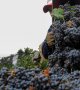 En Argentine, des vendanges sous stress d'une année noire pour la vigne