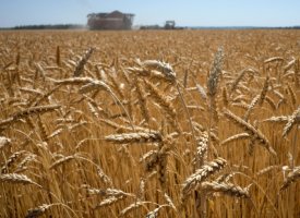 La Russie estime pouvoir exporter 50 millions de tonnes de céréales