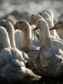 Grippe aviaire : un million d'animaux vont être abattus
