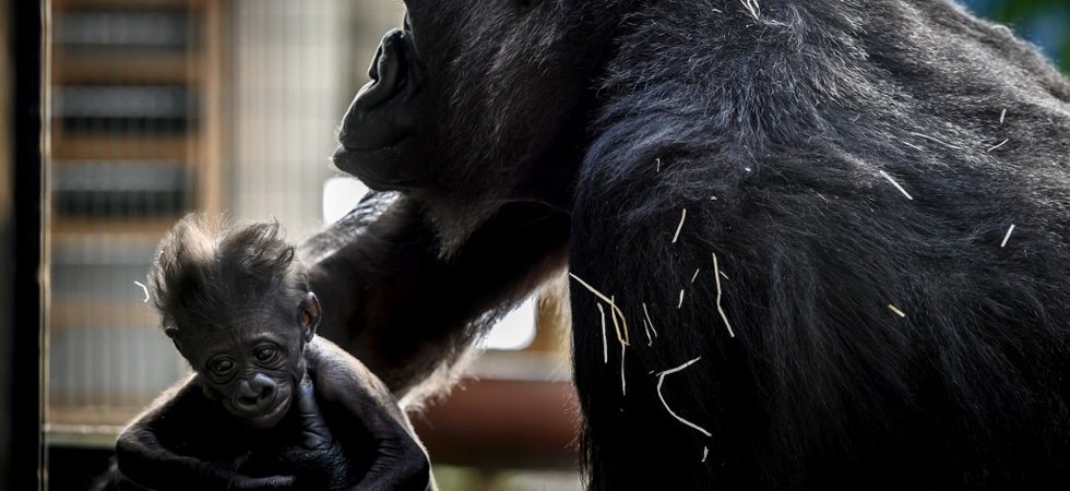 Le Bebe Gorille Ne Au Zoo De Saint Martin La Plaine En Janvier Est Decede